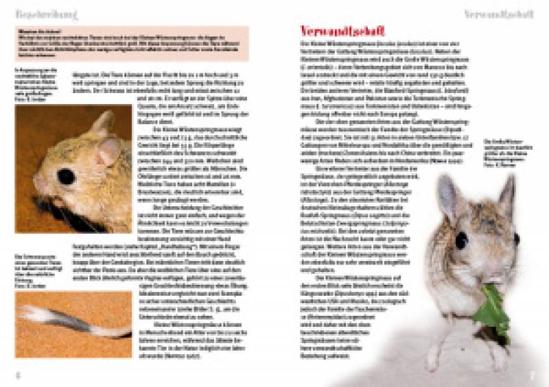 Preview: Die Kleine Wüstenspringmaus